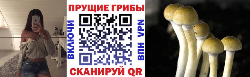 Псилоцибиновые грибы MAGIC MUSHROOMS  кракен сайт  Белая Холуница 